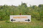 Raspberry & Hibiscus Flower Jam